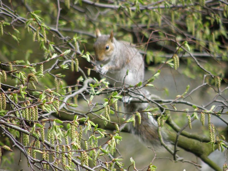 P4101972 Squirrel.JPG